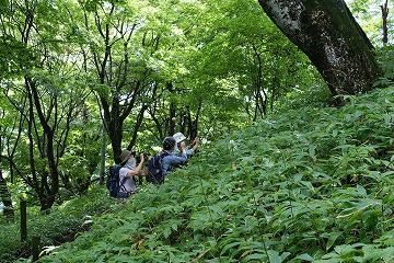 御岳山レンゲショウマ群生地