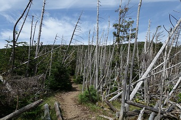 縞枯山の立ち枯れ林