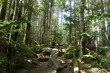 縞枯山　山頂へ