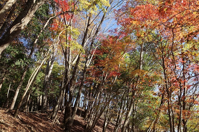 鬼石沢左岸尾根