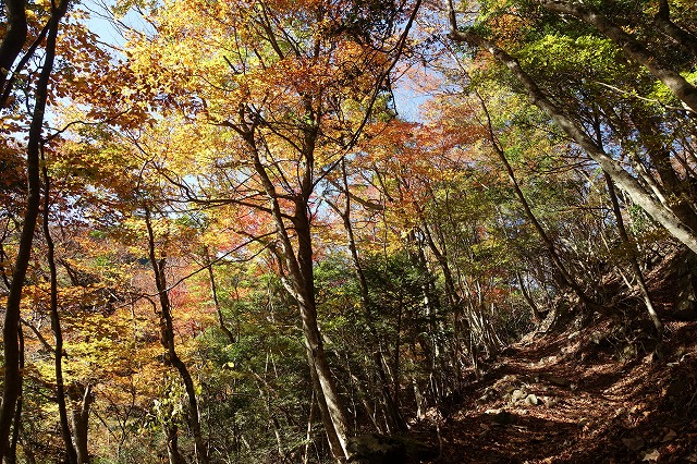 紅葉