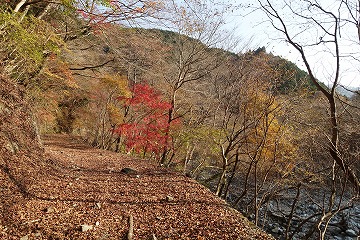 大又沢林道